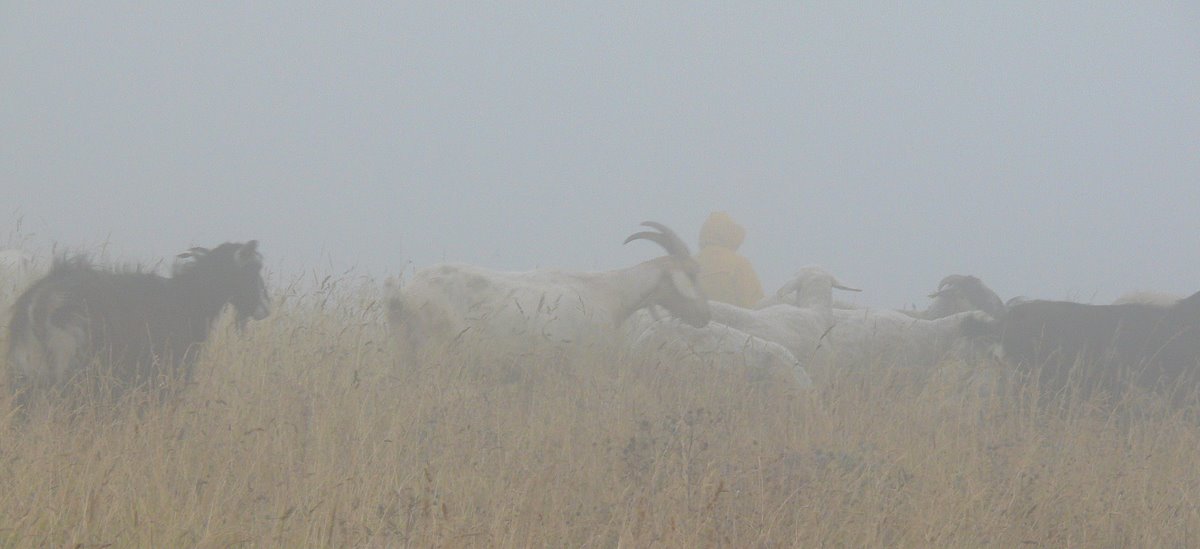 Animali al pascolo
